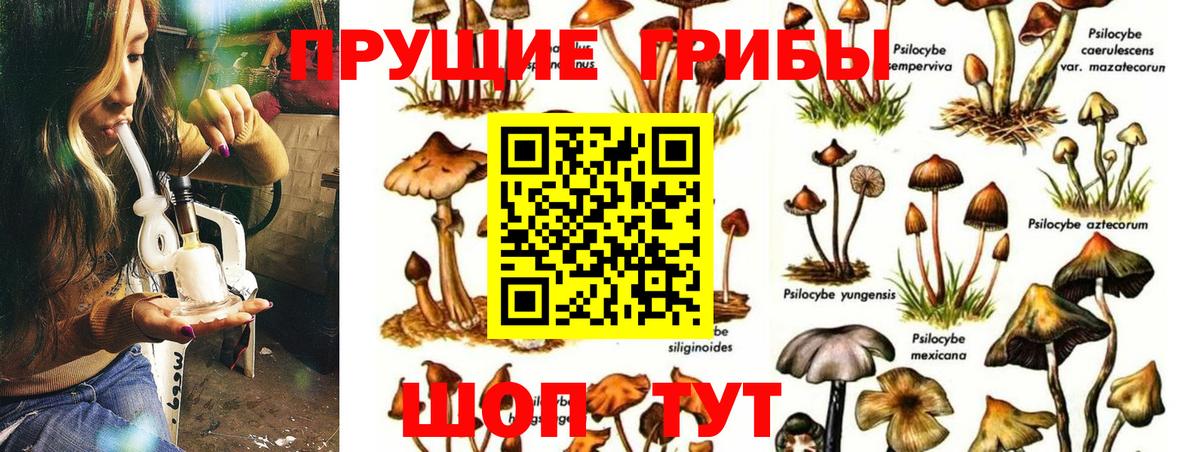 Псилоцибиновые грибы Psilocybe Старая Купавна